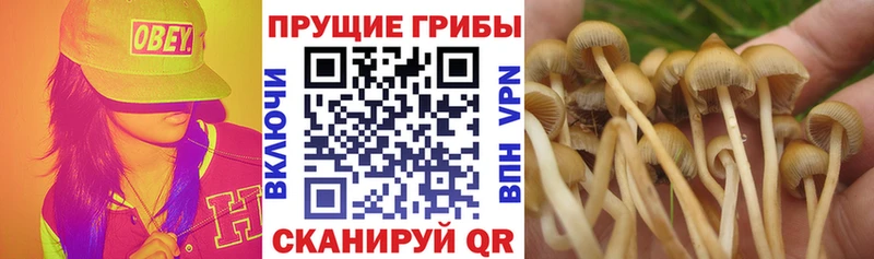 наркотики  Белебей  kraken сайт  Псилоцибиновые грибы Psilocybine cubensis 